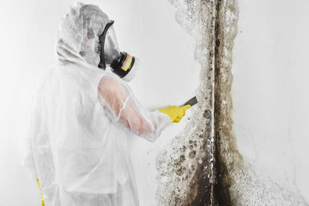 Best Mold Testing  in New Paleste, IN