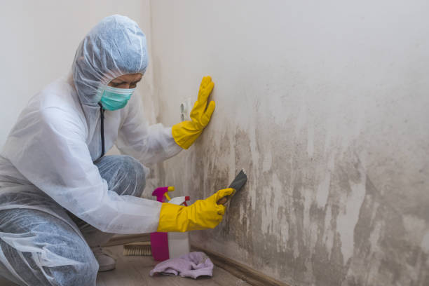 Best Mold Damage Repair  in New Paleste, IN