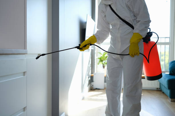 Best Black Mold Removal  in New Paleste, IN