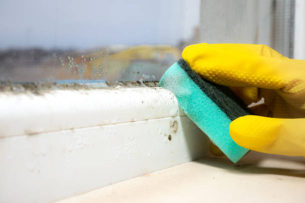 Best Mold Removal Company Near Me  in New Paleste, IN