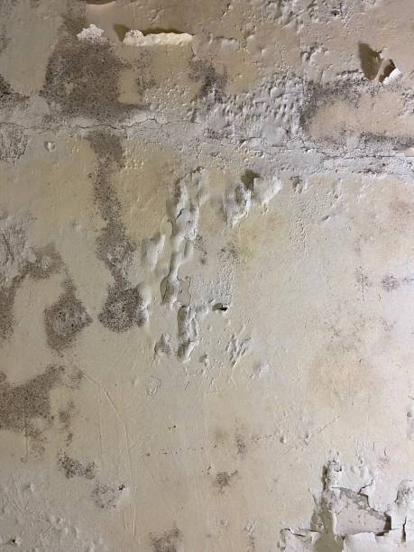 Best Professional Mold Removal  in New Paleste, IN