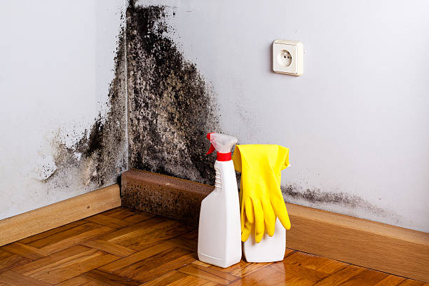 Best Affordable Mold Removal  in New Paleste, IN