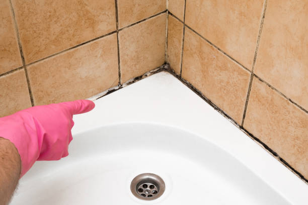 Best Mold Remediation Services  in New Paleste, IN